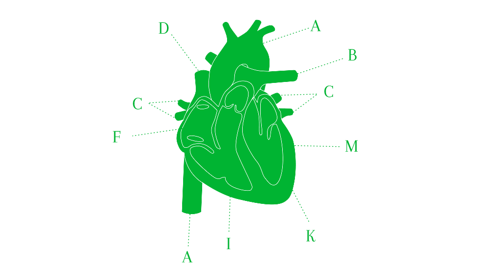 Anatomie Herz